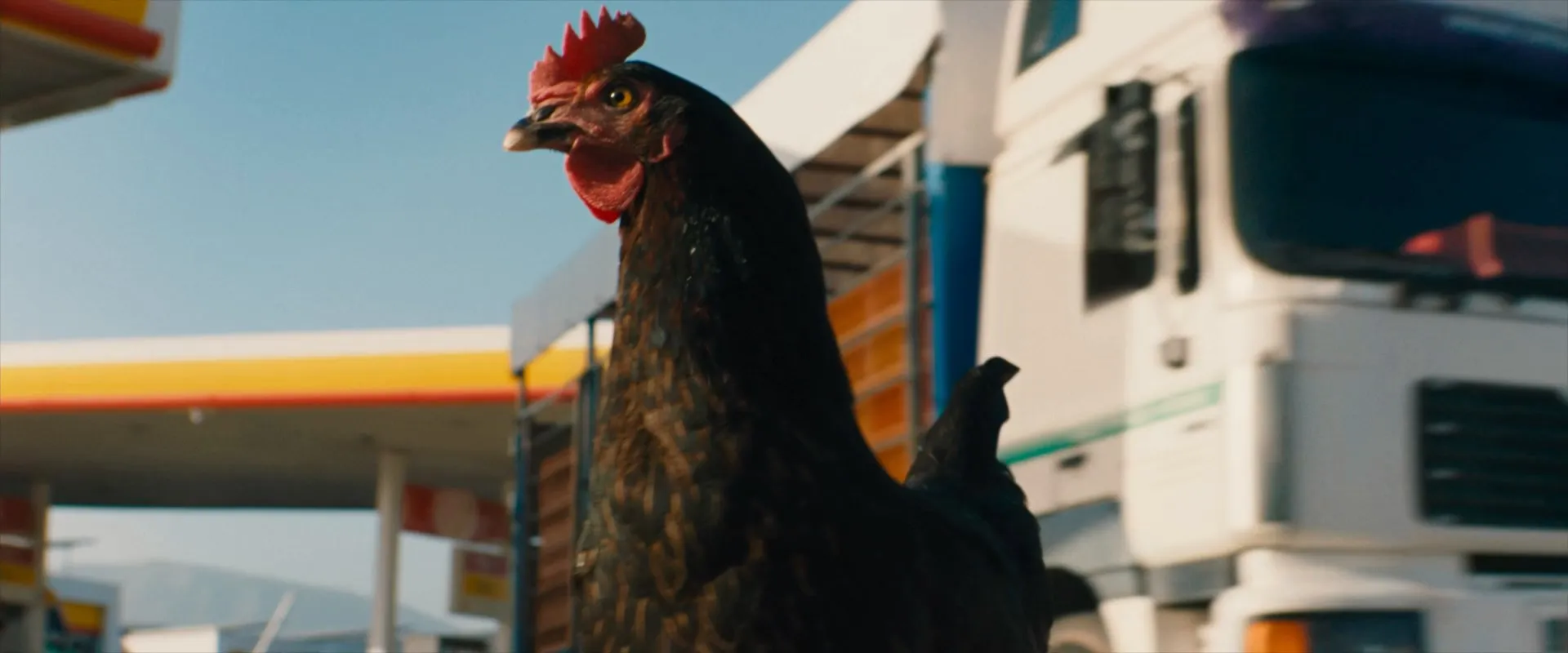 Screenshot 1 - Kota aka Hen 2026 Hindi - Greek Dual Audio