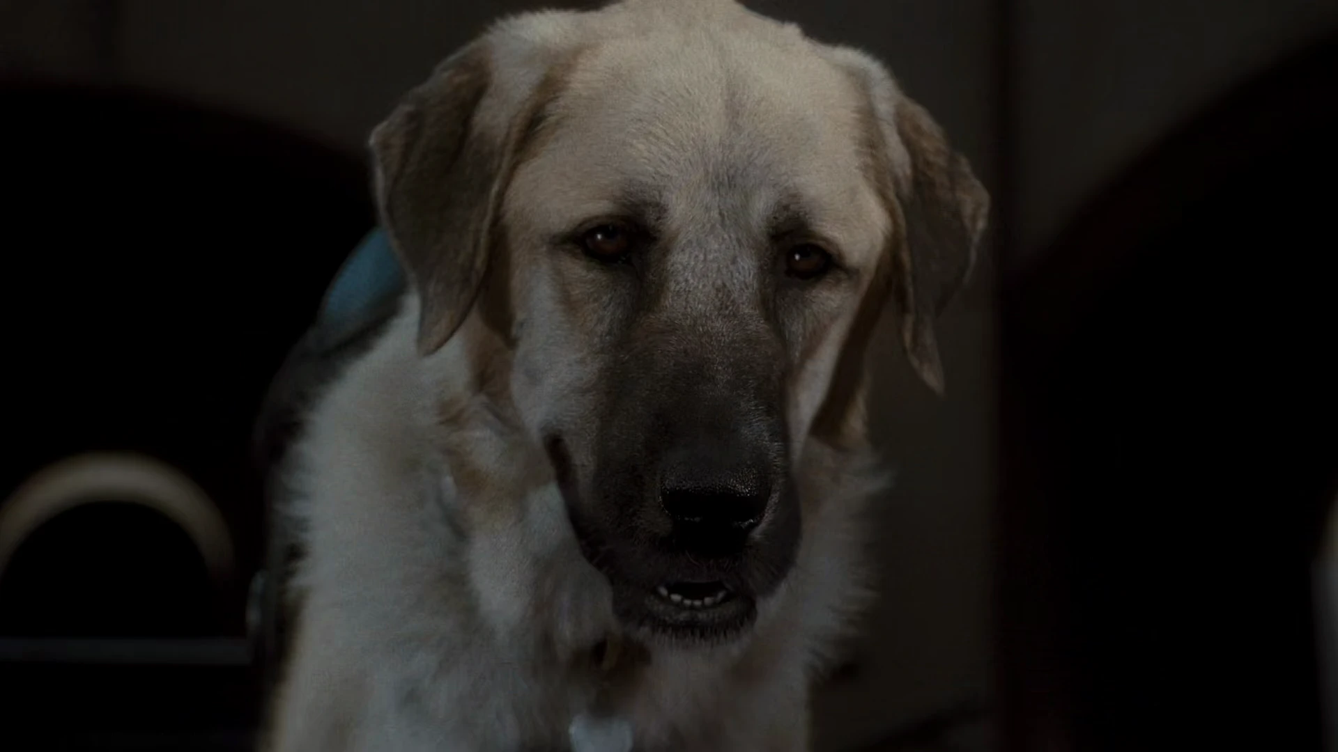 Screenshot 4 - Cats & Dogs: The Revenge of Kitty Galore 2010 Hindi Dual Audio