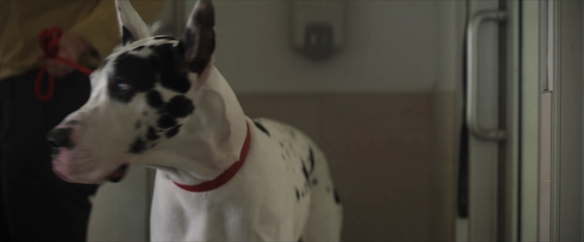 Screenshot 2 - The Friend 2024 Hindi Dual Audio